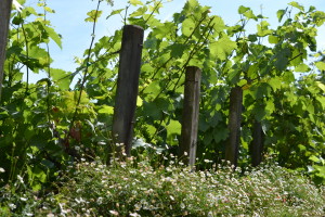 Clos Montmartre Paris Wine Vineyard