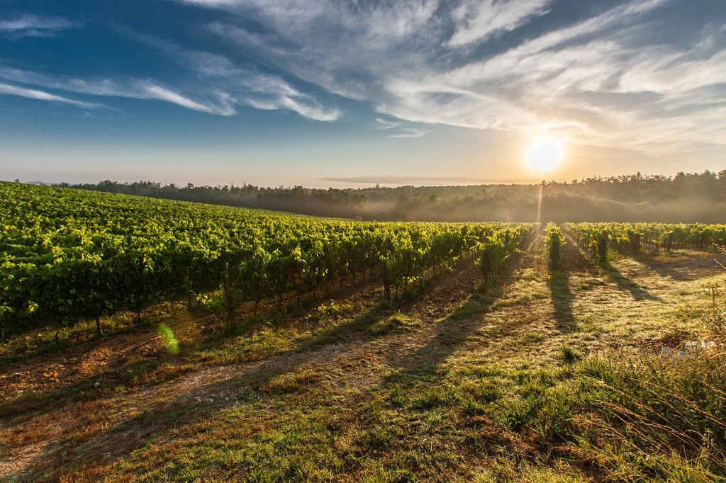 Winery and vineyard law CLE course in Fairfax, VA.