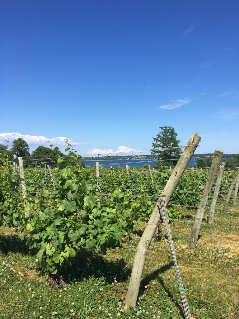 Greenvale Vineyards Sakonnet River